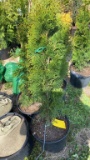 Emerald green arborvitae