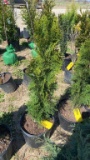 Emerald green arborvitae