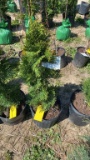 Emerald green arborvitae