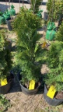 Emerald green arborvitae