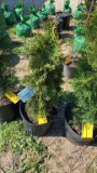 Emerald green arborvitae