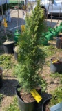 Emerald green arborvitae