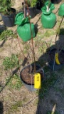 Pussy willow