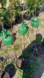 Pussy willow