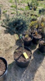 Blue globe spruce