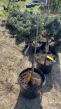 Blue globe spruce