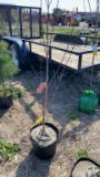 Red dogwood