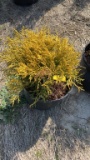 KINGS GOLD CYPRESS