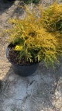 KINGS GOLD CYPRESS