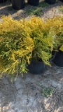 KINGS GOLD CYPRESS