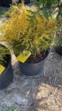 KINGS GOLD CYPRESS