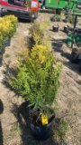 Green giant arborvitae