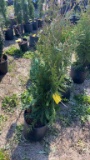 Green giant arborvitae