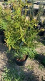 Green giant arborvitae