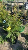 Green giant arborvitae