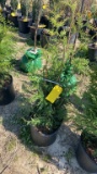 Green giant arborvitae