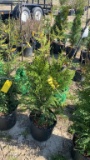 Green giant arborvitae