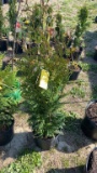 Green giant arborvitae