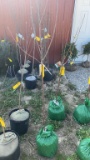 Yellow delicious Apple