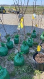 Yellow delicious Apple