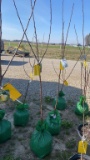 Yellow delicious Apple