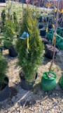 Emerald green arborvitae