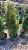 Emerald green arborvitae