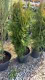 Emerald green arborvitae