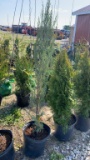 SKY ROCKET JUNIPER