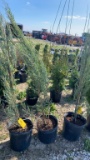SKY ROCKET JUNIPER