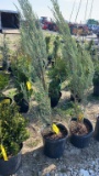 SKY ROCKET JUNIPER