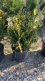 Korean boxwood