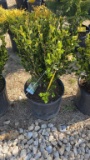Korean boxwood