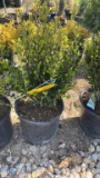 Korean boxwood