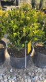 Korean boxwood