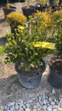 Korean boxwood