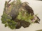 Lot Jean Holgate Flowers of America Prints