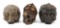 DAYAK IBAN TROPHY SKULL MODEL LOT OF 3