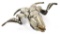 TIBETAN CEREMONIAL GOAT SKULL