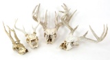 WHITE TAIL & ROE DEER SKULL LOT OF 4