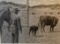 Greytak, Don original graphite drawing, Heifer and New Calf, 8