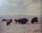 2 Huffman, L. A. prints, Buffalo Grazing, 12