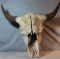 Buffalo skull w/ horn caps
