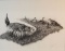 Crawford, Glynda signed print, Dancing Sharptails, 84/250, 13