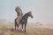 Standing, William signed print, 953/1000, 12
