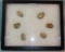 Buffalo calling stones, 6 pcs.