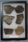 Native American pottery shards and bone tools, framed