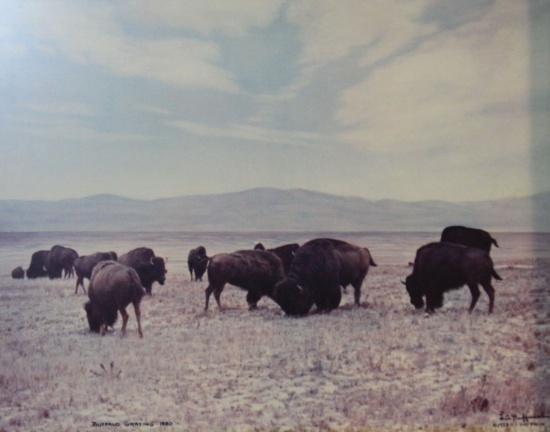 2 Huffman, L. A. prints, Buffalo Grazing, 12" x 14" framD19ed; The Honyocke