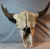 Buffalo skull w/ horn caps