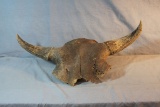 Buffalo skull, Smith Ranch, Fort Peck, MT